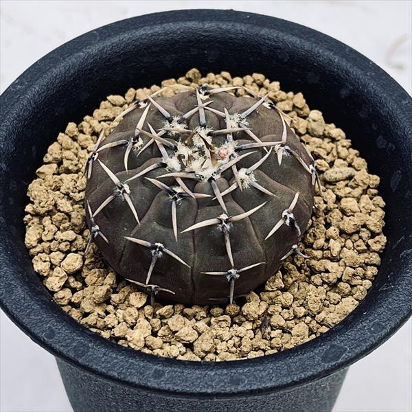 サボテン：ギムノカリキウム 快竜丸 実生*幅4.5cm : 遊恵盆栽 Yahoo