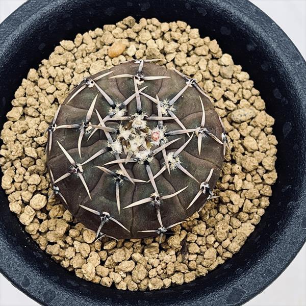 サボテン：ギムノカリキウム 快竜丸 実生*幅4.5cm : 遊恵盆栽 Yahoo