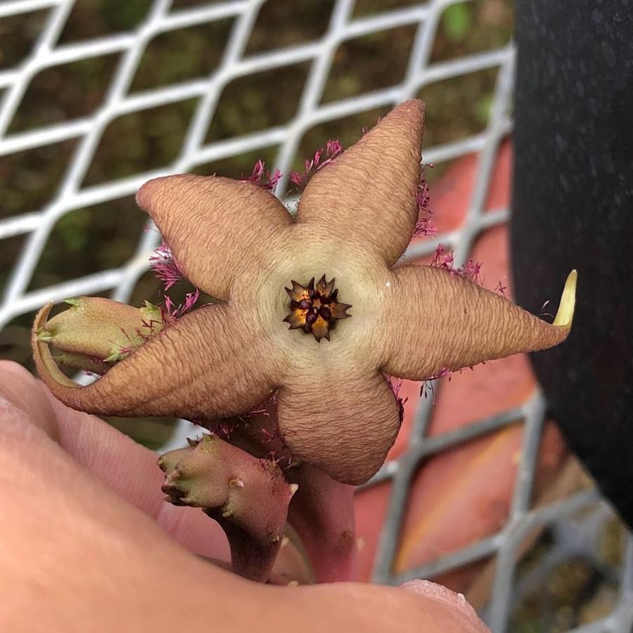 多肉植物 ガガイモ スタペリア アンゴレンシス 幅8cm S9503v 遊恵盆栽 Yahoo 店 通販 Yahoo ショッピング