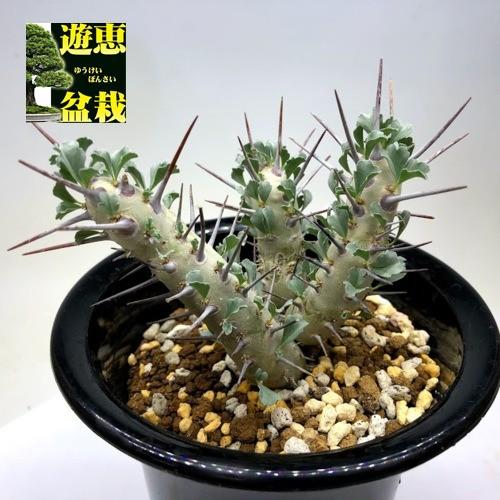コーデックス：サルコカウロン クラシカウレ*幅8cm 現品！一品限り