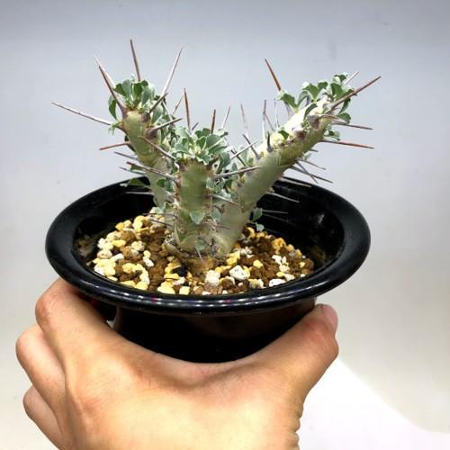 コーデックス：サルコカウロン クラシカウレ*幅8cm 現品！一品限り