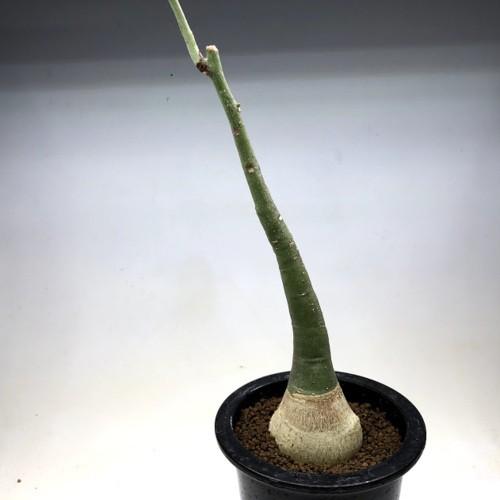 塊根植物：アデニア グラウカ*葉幅11cm 現品！一品限り : 遊恵盆栽