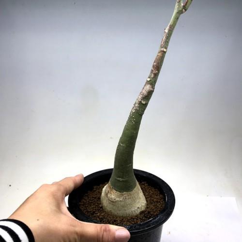 塊根植物：アデニア グラウカ*葉幅11cm 現品！一品限り : 遊恵盆栽