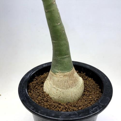 発根済み アデニアグラウカ 大きめ 発根済み アデニアグラウカ 大きめ