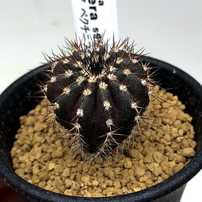 ユーベルマニア　ペクチニフェラ　サボテン　国内実生 Uebelmmania pectinifera ユーベルマニア・ペクチニフェラ