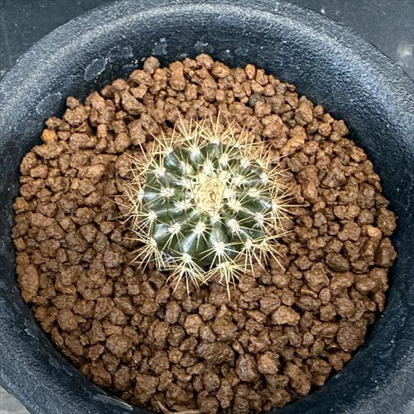 サボテン：ユーベルマニア ペクチニフェラ 実生*幅2cm : 遊恵盆栽