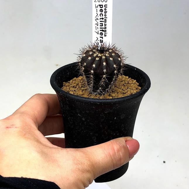 サボテン：ユーベルマニア ペクチニフェラ 実生*幅2.5cm : 遊恵盆栽