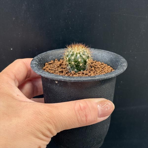 サボテン：ユーベルマニア ペクチニフェラ 実生*幅2cm : 遊恵盆栽