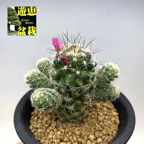 サボテン マミラリア 赤花銀手毬 幅2 5cｍ S9511v 遊恵盆栽 Yahoo 店 通販 Yahoo ショッピング