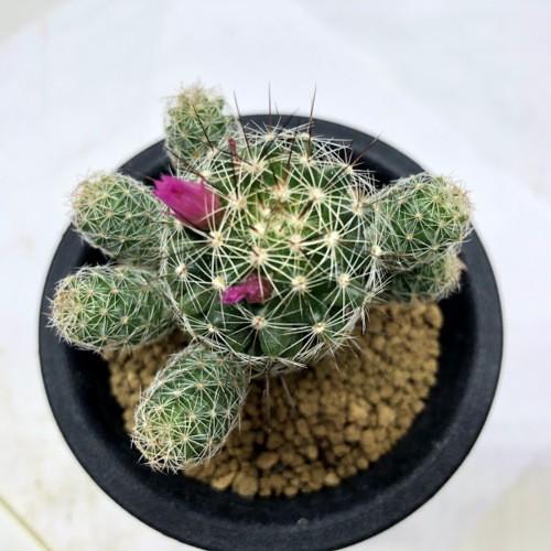 サボテン：マミラリア 赤花銀手毬*幅2.5cm : 遊恵盆栽 Yahoo!店