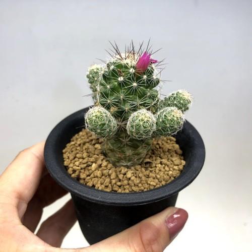 サボテン：マミラリア 赤花銀手毬*幅2.5cm : 遊恵盆栽 Yahoo!店