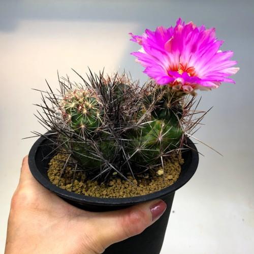 テロカクタス　FNや産地つき　いろいろフルセット テロカクタス五色大統領の基本情報・育て方｜多肉植物・サボテン図鑑