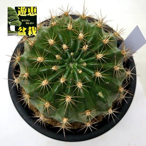 サボテン：エキノプシス 紅鳳丸*幅8.5cm 現品！一品限り : 遊恵盆栽