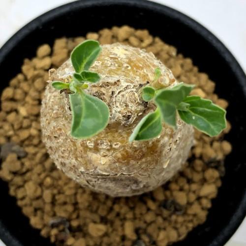 コーデックス：プテロディスクス スペシオーサス*塊根幅3cm 現品