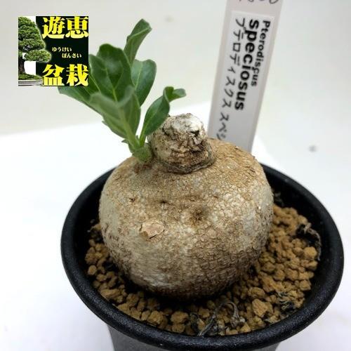 コーデックス：プテロディスクス スペシオーサス*塊根幅4.5cm 現品 