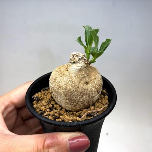 コーデックス：プテロディスクス スペシオーサス*塊根幅4.5cm 現品
