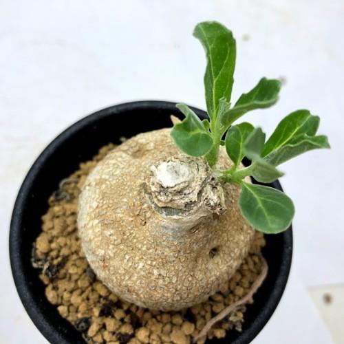 コーデックス：プテロディスクス スペシオーサス*塊根幅4.5cm 現品