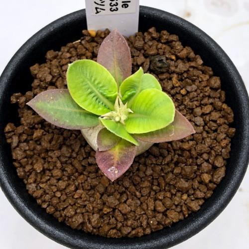 コーデックス：パキポディウム レウコキサンツム 実生*塊根幅2cm