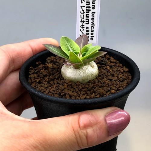 コーデックス：パキポディウム レウコキサンツム 実生*塊根幅2cm