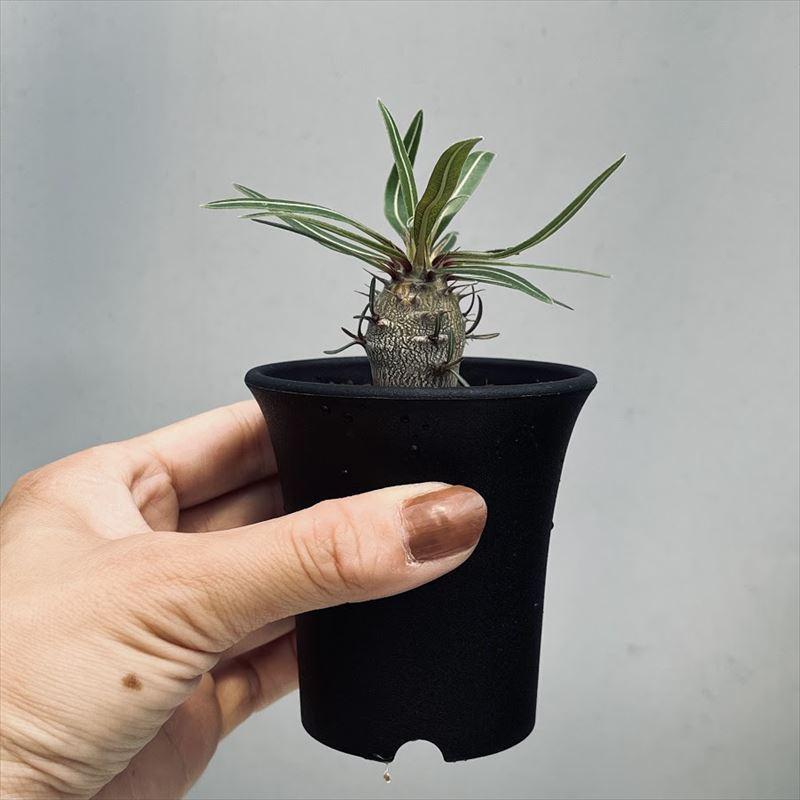 コーデックス：パキポディウム カクチペス 実生 M*塊根幅2.2cm