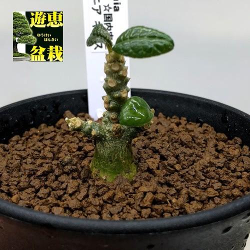 コーデックス：ドルステニア ギガス 実生*枝幅2.5cm 現品！一品限り