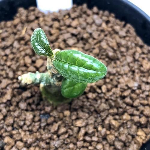 コーデックス：ドルステニア ギガス 実生*枝幅2.5cm 現品！一品限り