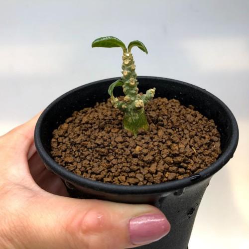 ドルステニア　ギガス　★実生6年　大株 ドルステニア ギガス【実生】B | RAFLUM / ラフラム｜東京、大阪の塊根