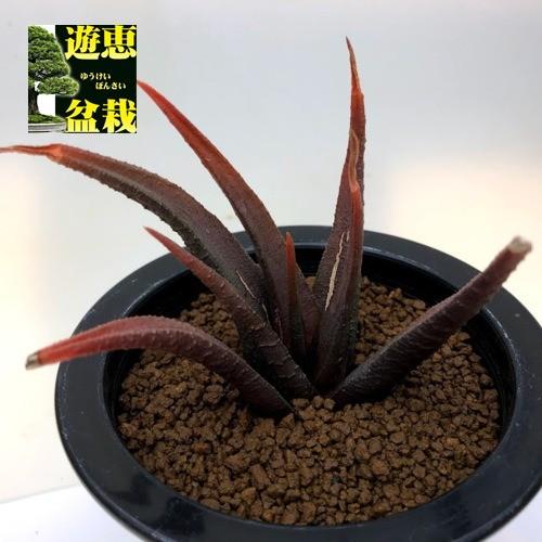 多肉植物：ハオルチア スカブラ アガボイデス*幅8.5cm 現品！一品限り