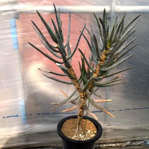 多肉植物：アロエ ラモシシマ*幅36cm 現品！一品限り ※葉に
