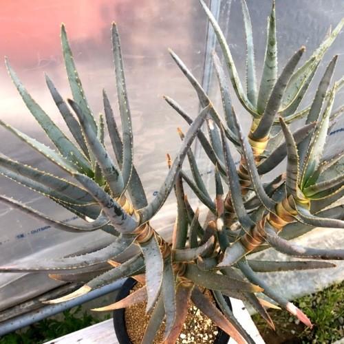 ヒ*爺様 多肉植物　アロエ　ラモシシマ　6寸　観葉植物 ヒ*爺様 多肉植物 アロエ ラモシシマ 6寸 観葉植物 - メルカリ