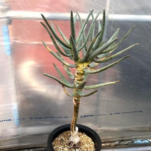 多肉植物：アロエ ラモシシマ*幅28cm 現品！一品限り ※葉に