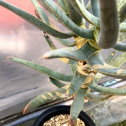 アロエ　ラモシシマ アロエ・ラモシシマ｜園芸日記by律九｜みんなの趣味の園芸｜1336970