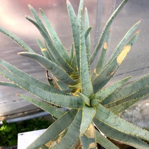 アロエ　ラモシシマ アロエ・ラモシシマ - 陽春園ネット通販