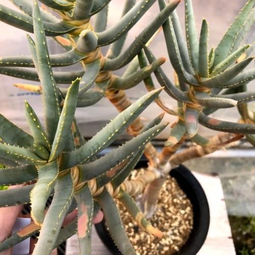 多肉植物 アロエ ラモシシマ 幅43ｃｍ 現品 一品限り 葉に焼けあり S9542v 遊恵盆栽 Yahoo 店 通販 Yahoo ショッピング