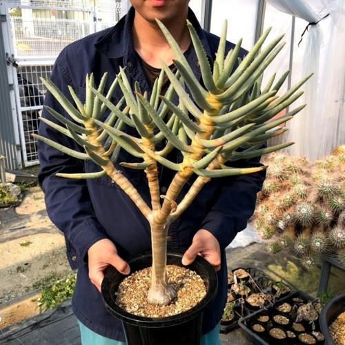 多肉植物 アロエ ラモシシマ 幅43ｃｍ 現品 一品限り 葉に焼けあり S9542v 遊恵盆栽 Yahoo 店 通販 Yahoo ショッピング