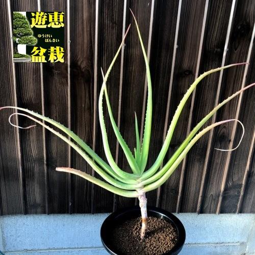 多肉植物 アロエ ムンチー L 幅50ｃｍ S9570v 遊恵盆栽 Yahoo 店 通販 Yahoo ショッピング