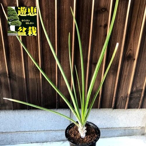 多肉植物：アロエ クーペリー*幅20cm 現品！一品限り : 遊恵盆栽