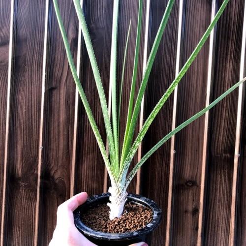 多肉植物：アロエ クーペリー*幅20cm 現品！一品限り : 遊恵盆栽