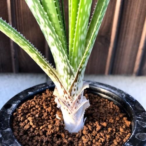 多肉植物：アロエ クーペリー*幅20cm 現品！一品限り : 遊恵盆栽