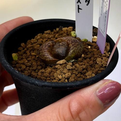 多肉植物：ハオルチア ピクタ モンスト*幅3cm 現品！一品限り