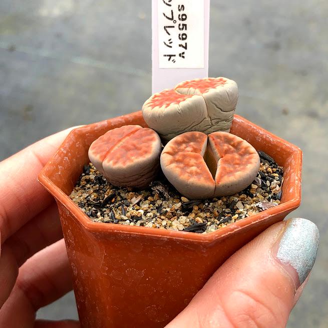 多肉植物：リトープス トップレッド 群生*全幅3cm : 遊恵盆栽 Yahoo