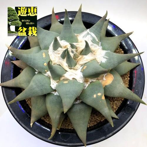 サボテン：アリオカルプス 三角牡丹 赤花*幅18cm 現品！一品限り ※下