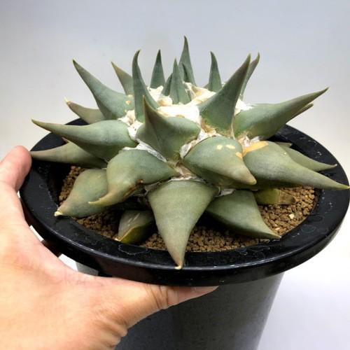 サボテン　アリオカルプス 大疣三角牡丹錦 Ariocarpus trigonus アリオカルプス 三角牡丹 サボテン