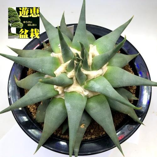 新品本物 サボテン アリオカルプス 三角牡丹 赤花 幅19cｍ 現品 一品限り 下葉に傷みあり 目玉 送料無料 Southerncollegeofhealthsciences Com