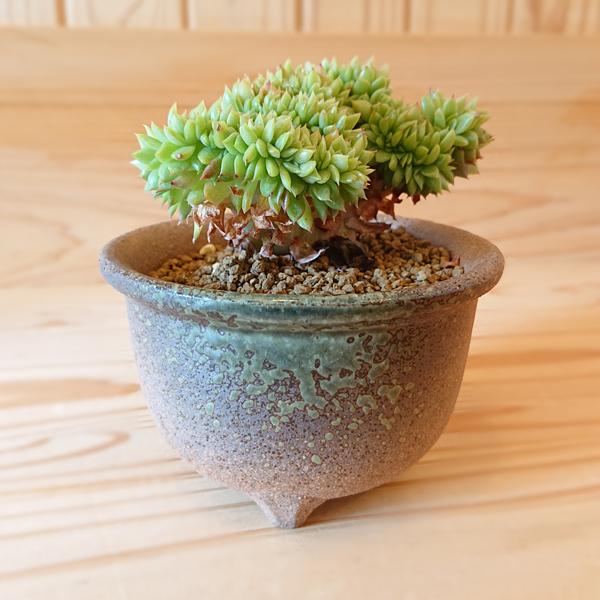 多肉植物:エケベリア ギルバ綴化　瀬戸焼鉢* 丸鉢 和 陶器鉢｜y-bonsai