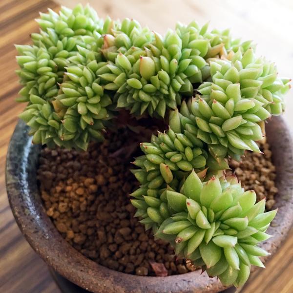 多肉植物:エケベリア ギルバ綴化　瀬戸焼鉢* 丸鉢 和 陶器鉢｜y-bonsai｜02