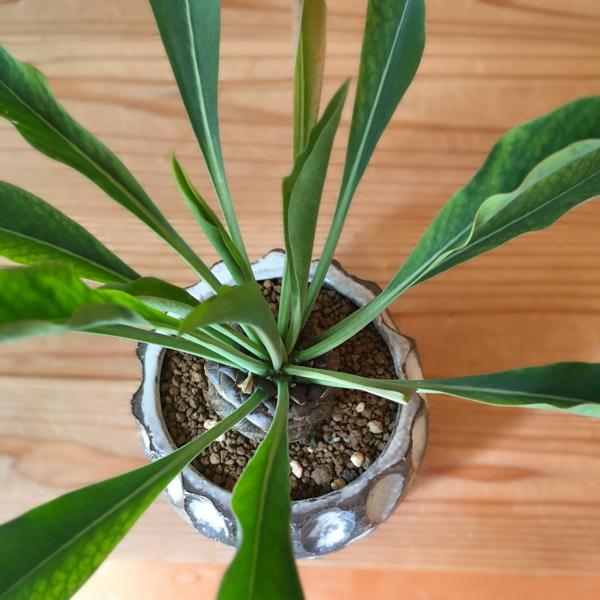 多肉植物:ユーフォルビア 鉄甲丸 陶器鉢* 信楽焼鉢 白丸面取り鉢 かみ