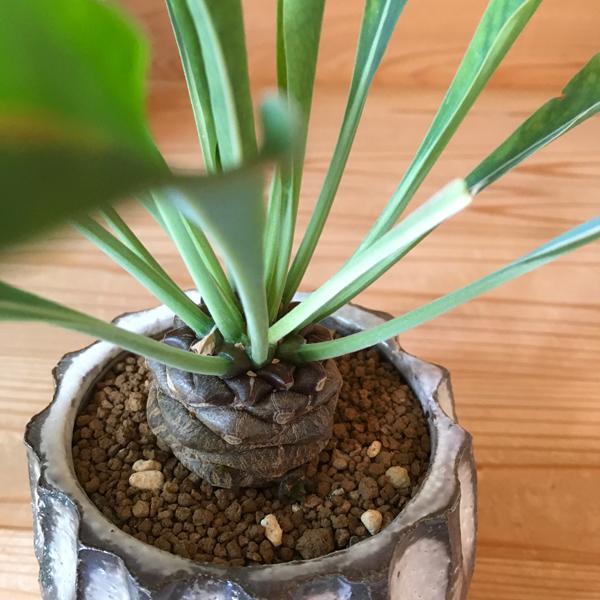 多肉植物:ユーフォルビア 鉄甲丸 陶器鉢* 信楽焼鉢 白丸面取り鉢 かみ