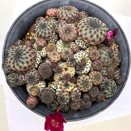 人気ブランドを サボテン スルコレブチア 紫ラウシー群生 幅15ｃｍ 現品 一品限り 魅了 Kuljic Com