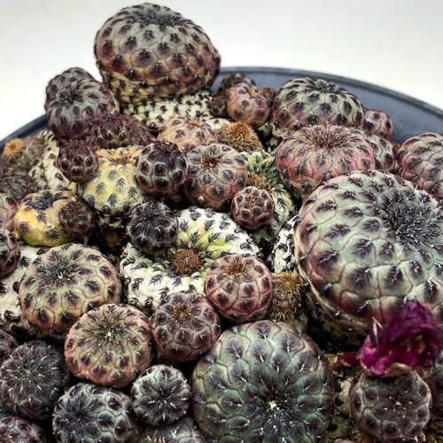 人気ブランドを サボテン スルコレブチア 紫ラウシー群生 幅15ｃｍ 現品 一品限り 魅了 Kuljic Com